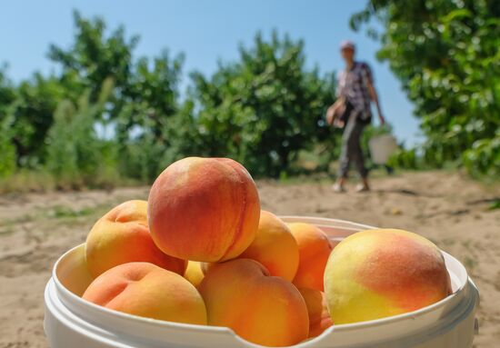 Russia Agriculture Peaches Harvesting