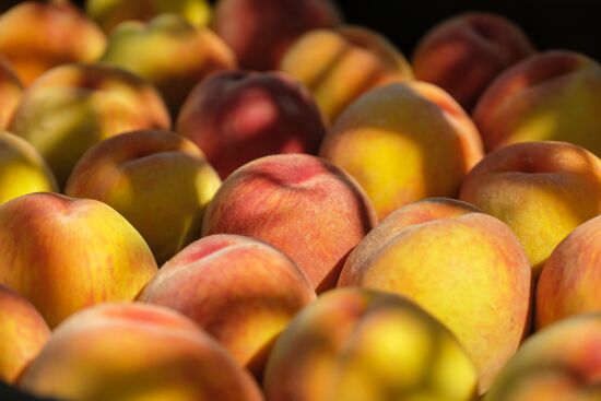 Russia Agriculture Peaches Harvesting
