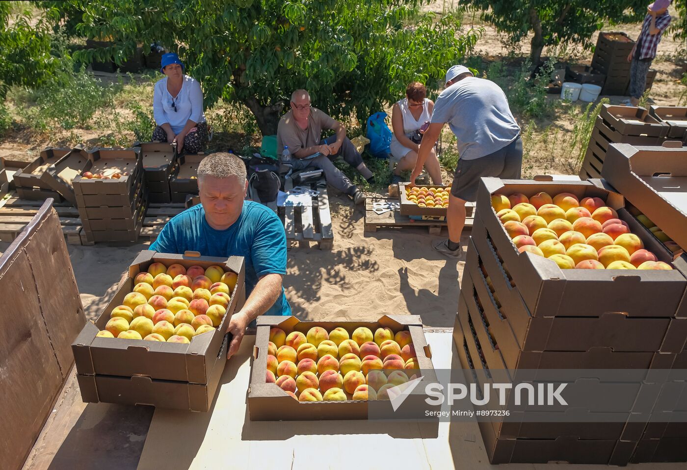 Russia Agriculture Peaches Harvesting