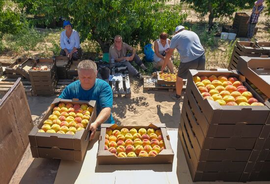 Russia Agriculture Peaches Harvesting