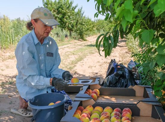 Russia Agriculture Peaches Harvesting