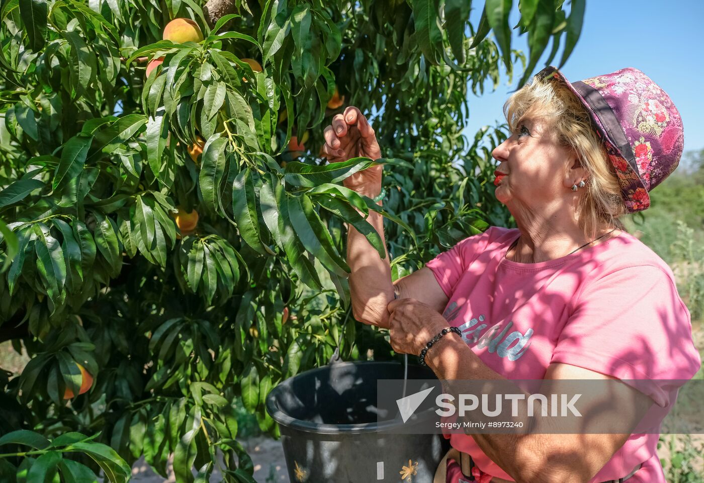 Russia Agriculture Peaches Harvesting
