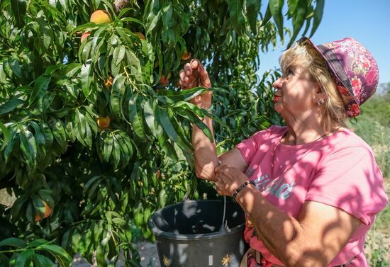 Russia Agriculture Peaches Harvesting