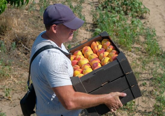 Russia Agriculture Peaches Harvesting