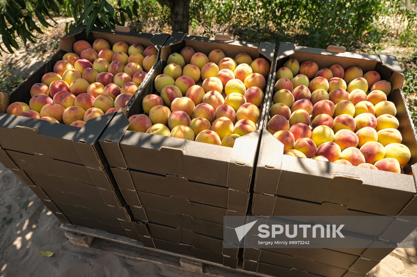 Russia Agriculture Peaches Harvesting