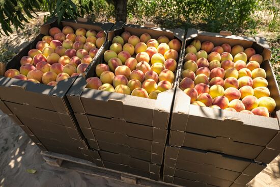 Russia Agriculture Peaches Harvesting