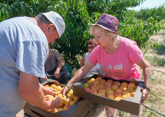 Russia Agriculture Peaches Harvesting