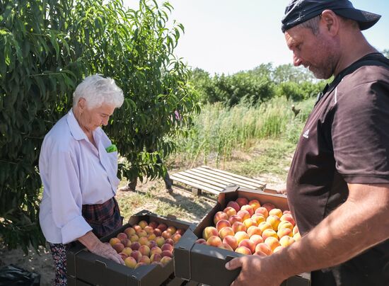 Russia Agriculture Peaches Harvesting