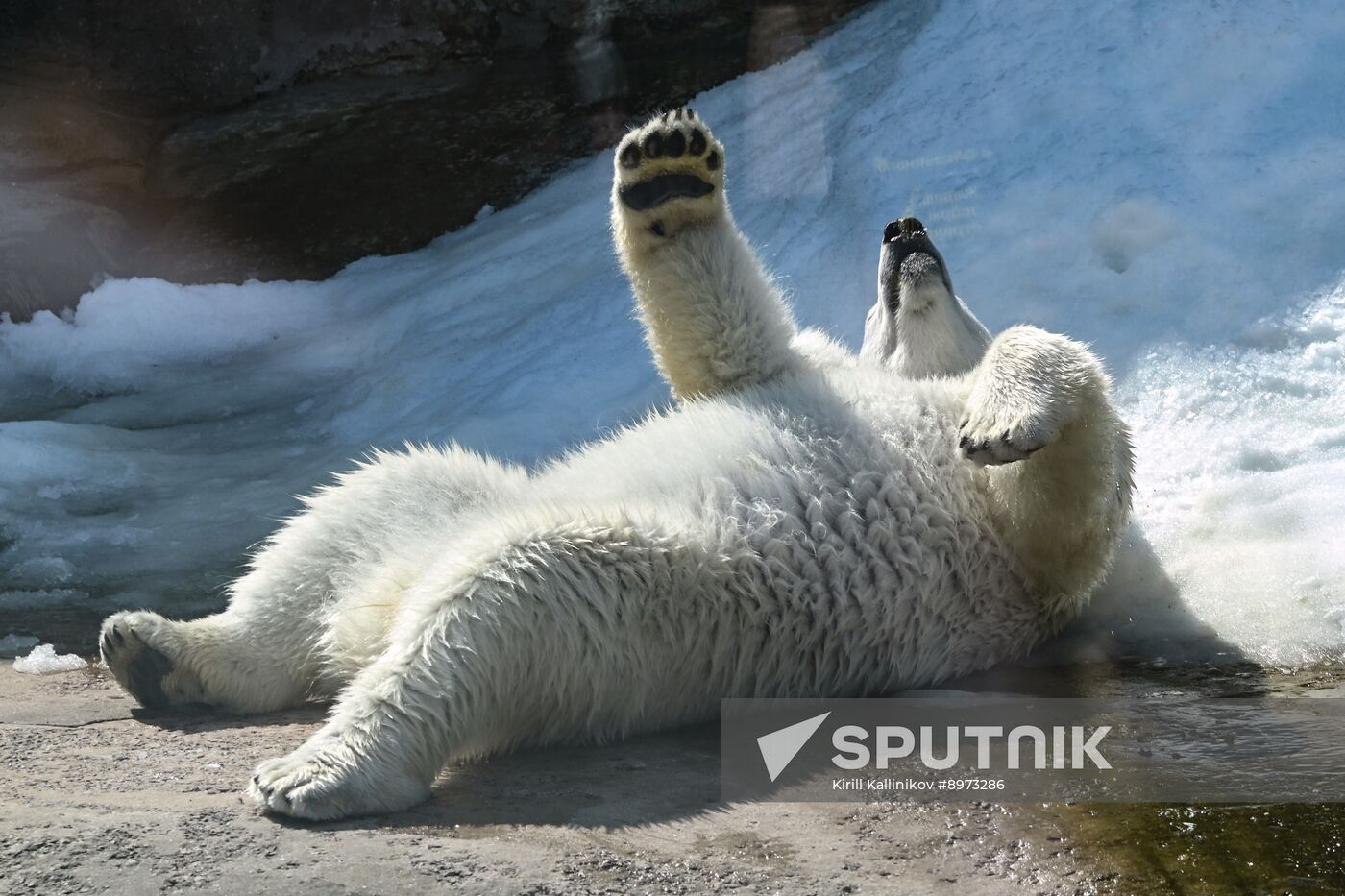 Russia Zoo