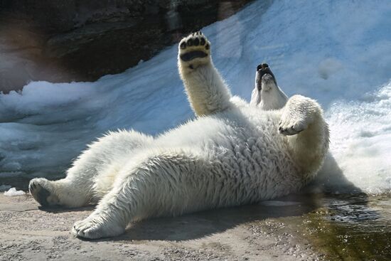 Russia Zoo