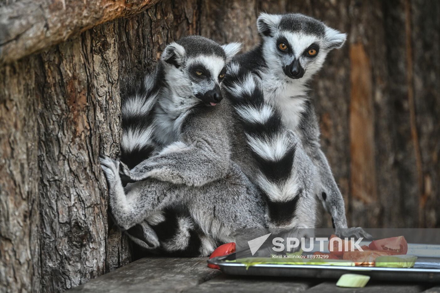 Russia Zoo
