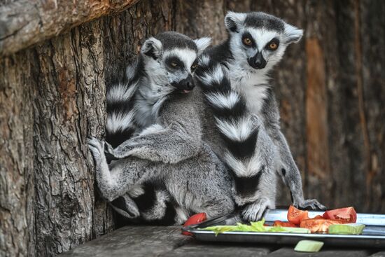 Russia Zoo
