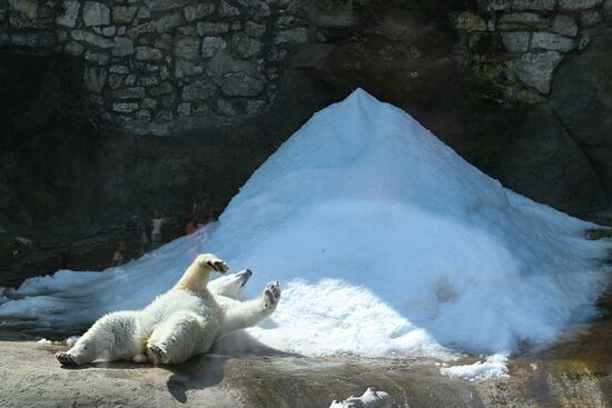 Russia Zoo