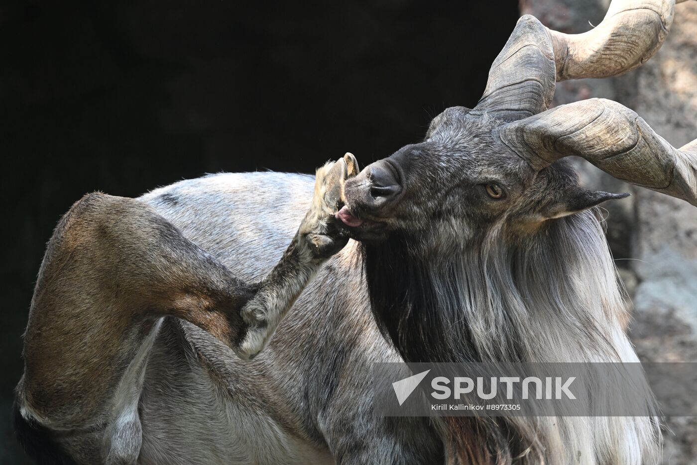 Russia Zoo