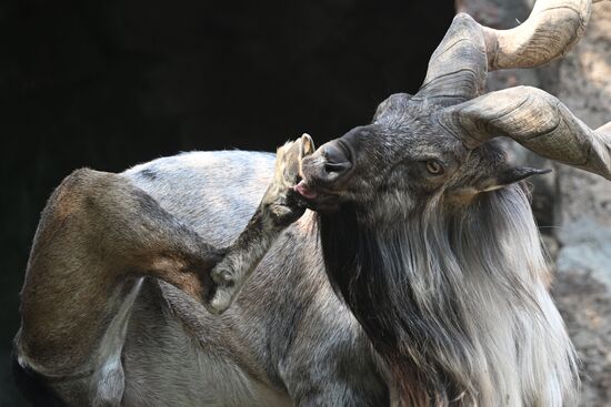 Russia Zoo