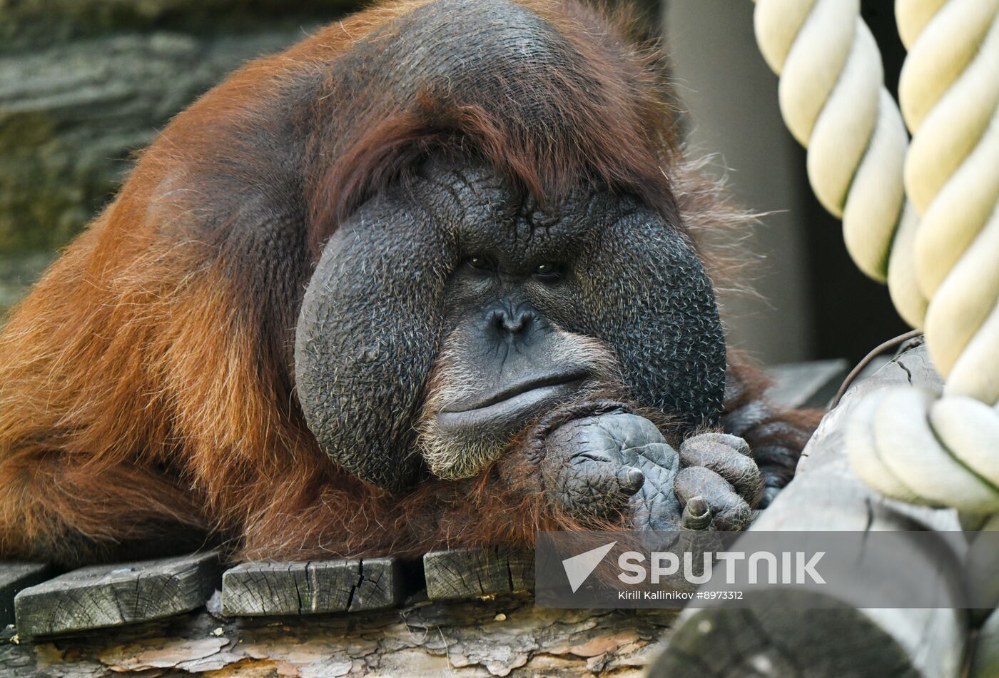 Russia Zoo