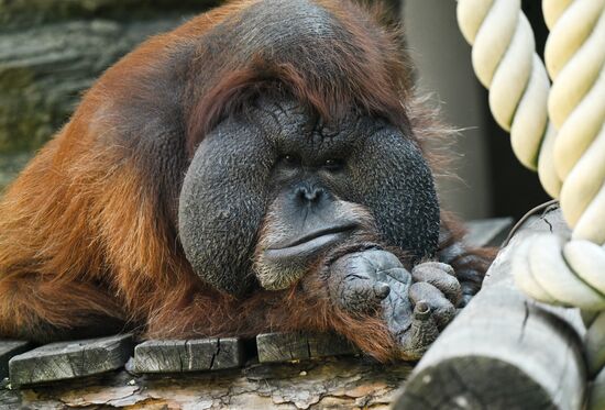 Russia Zoo