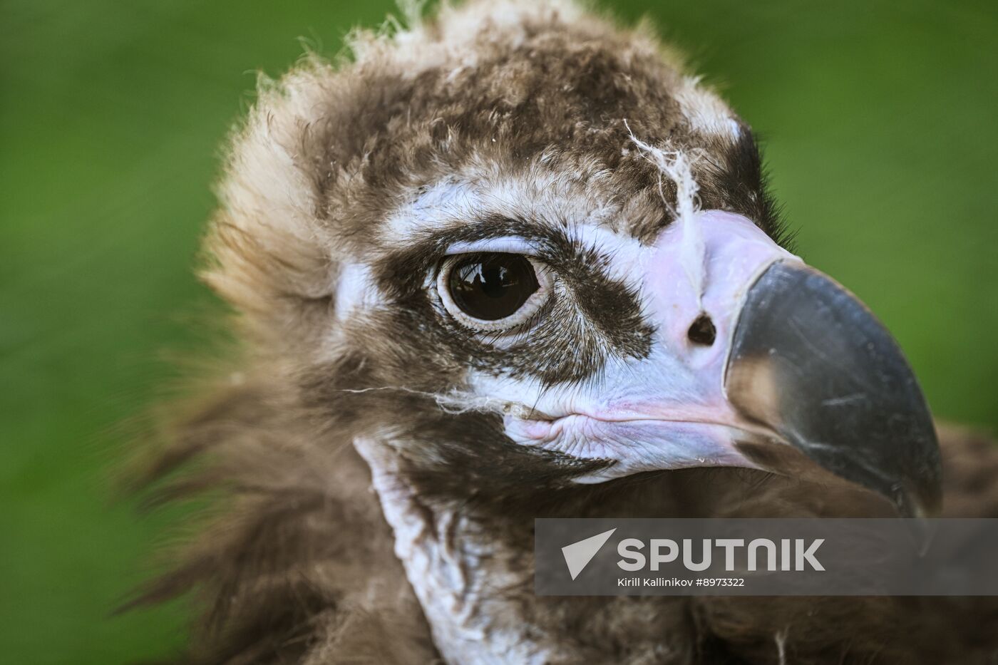 Russia Zoo