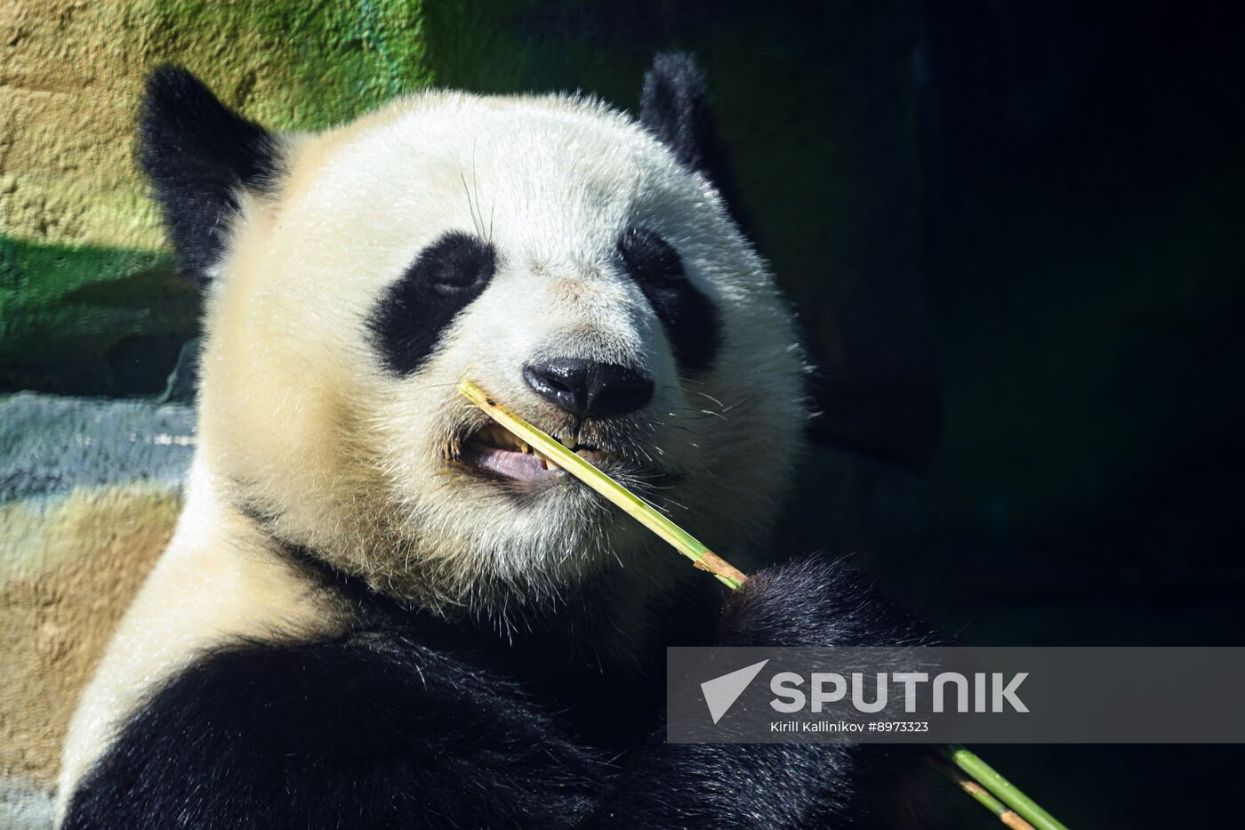 Russia Zoo