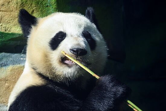 Russia Zoo