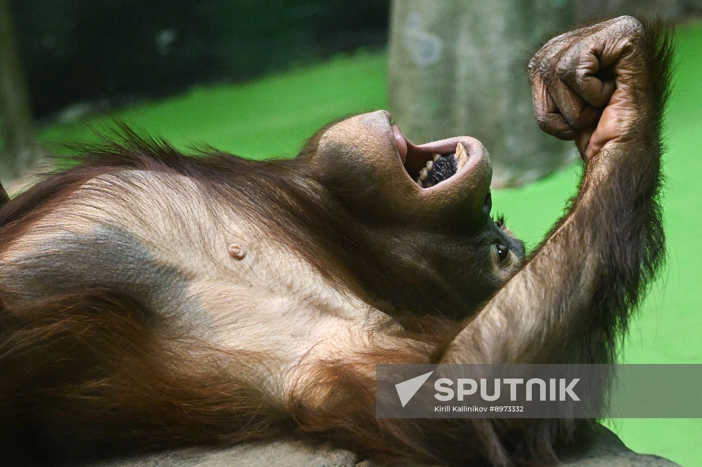 Russia Zoo