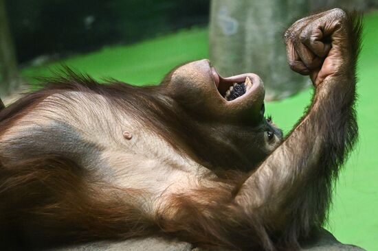 Russia Zoo
