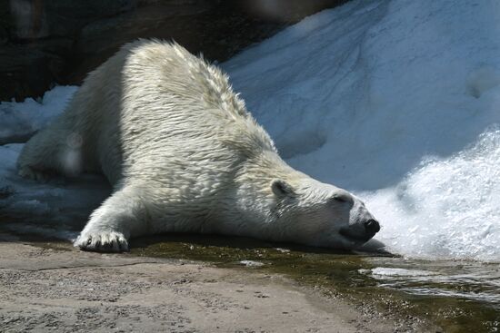 Russia Zoo