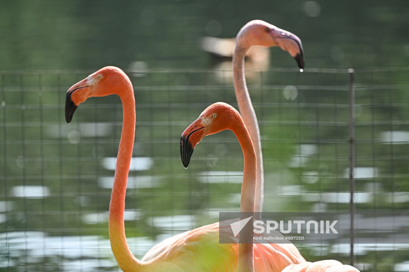 Russia Zoo