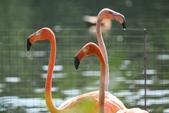 Russia Zoo