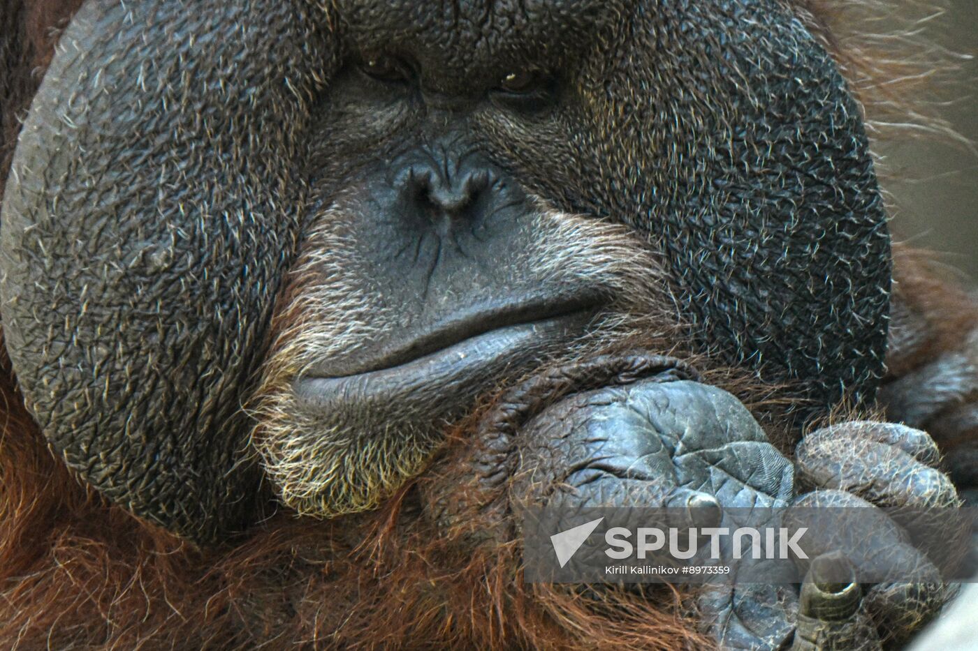 Russia Zoo