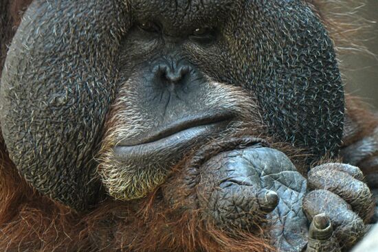Russia Zoo