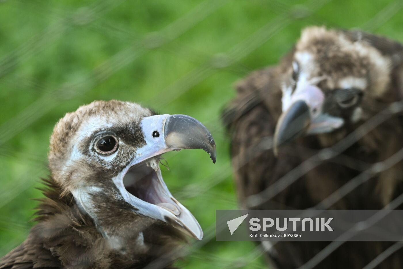 Russia Zoo