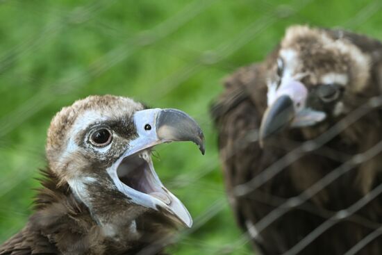 Russia Zoo