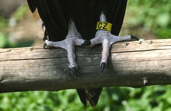 Russia Zoo