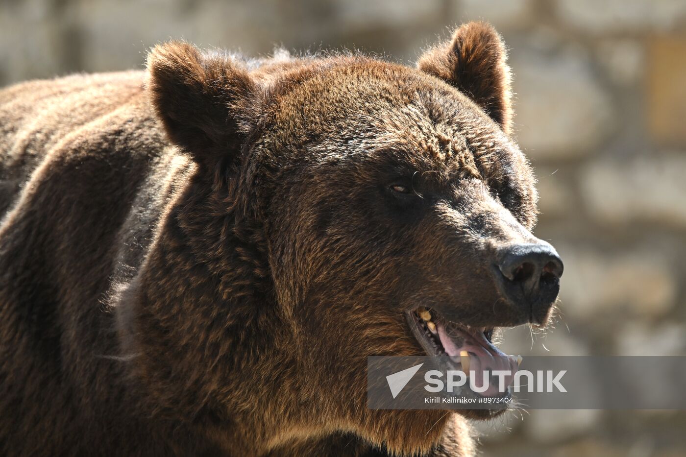 Russia Zoo