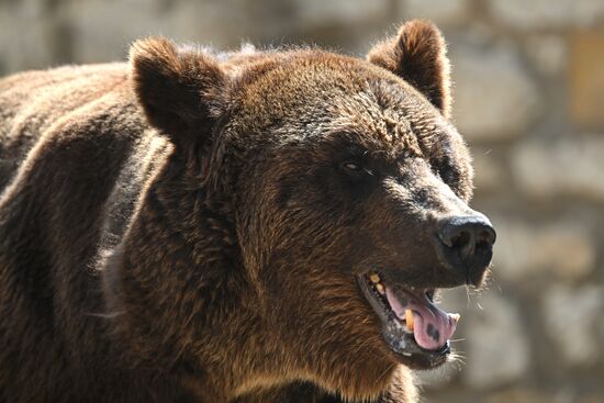 Russia Zoo