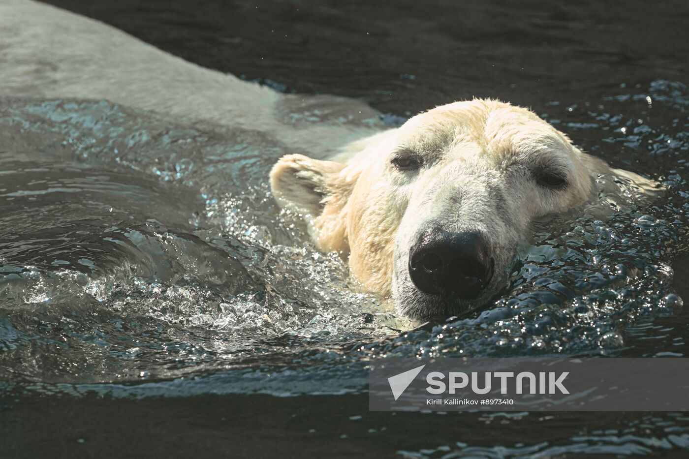 Russia Zoo