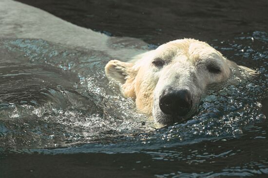 Russia Zoo