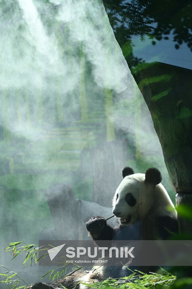 Russia Zoo