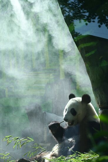 Russia Zoo