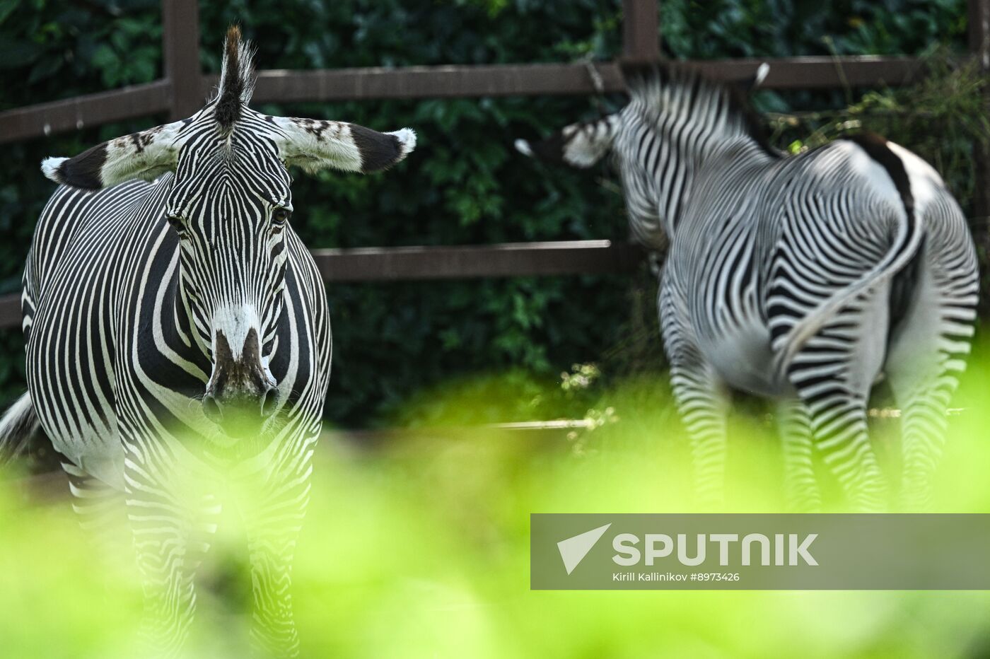 Russia Zoo