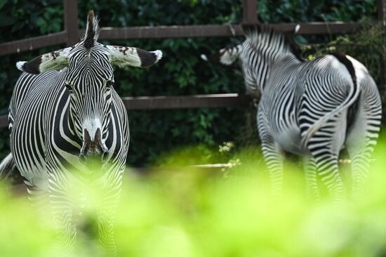 Russia Zoo