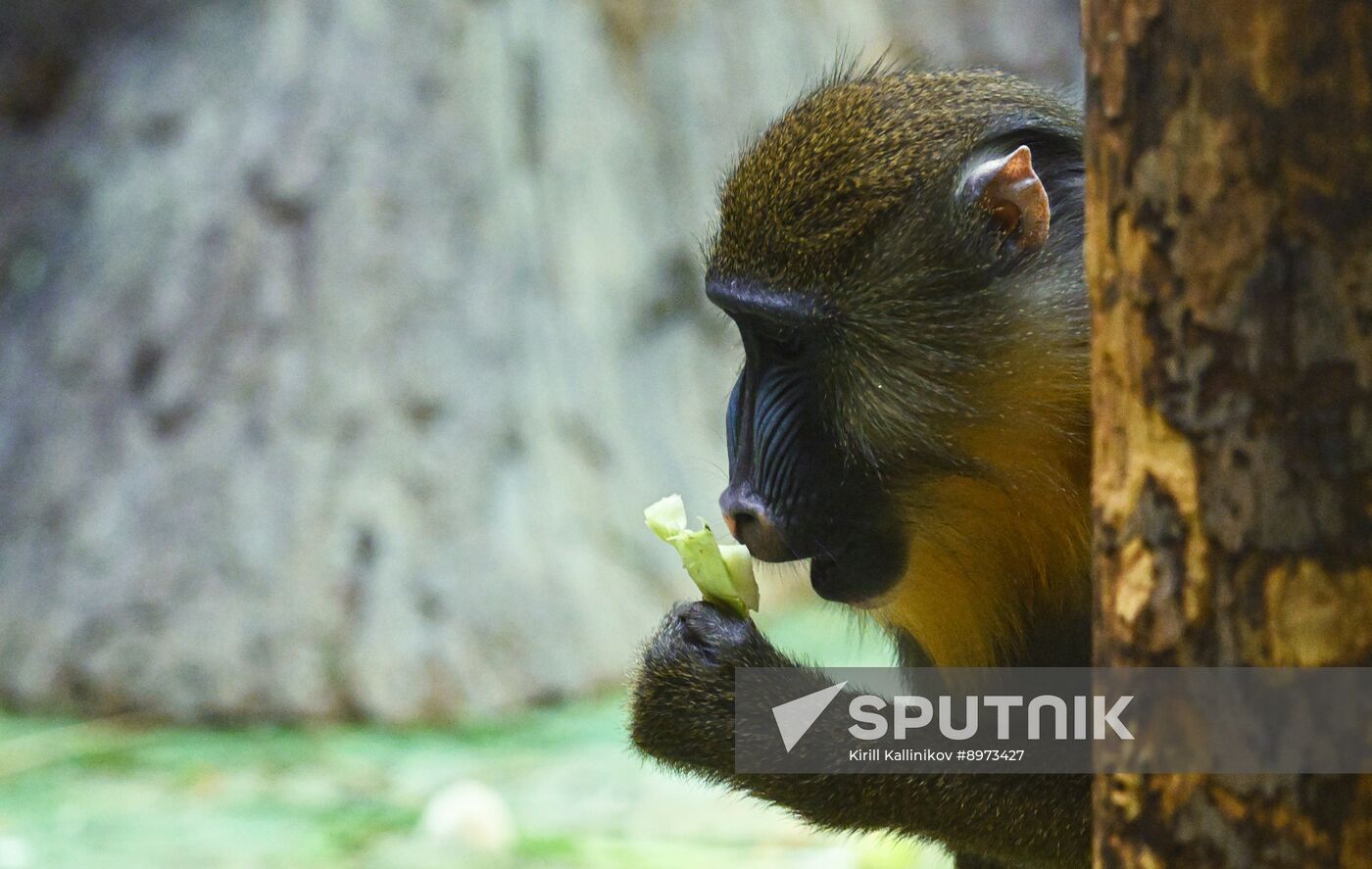 Russia Zoo