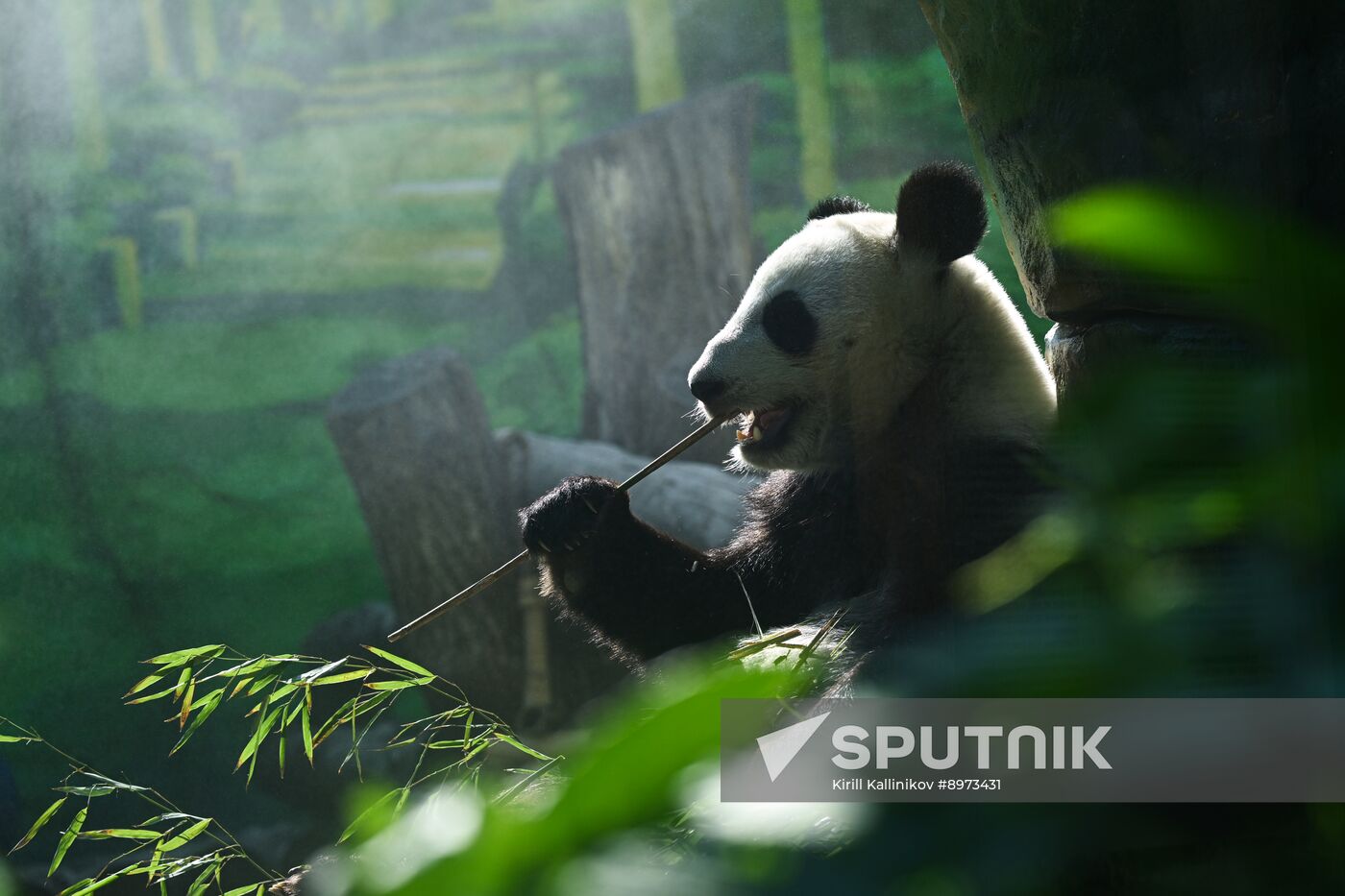 Russia Zoo