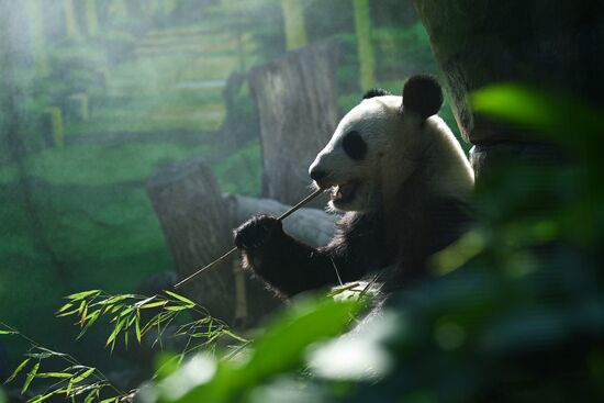 Russia Zoo