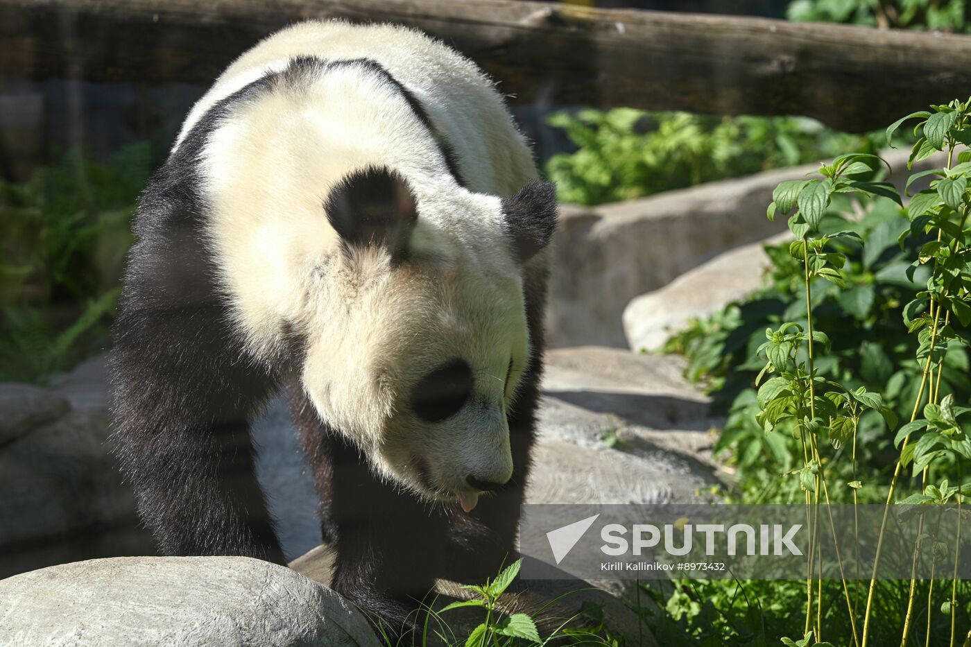 Russia Zoo