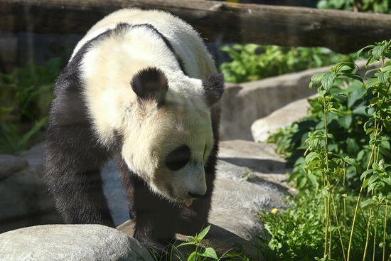 Russia Zoo