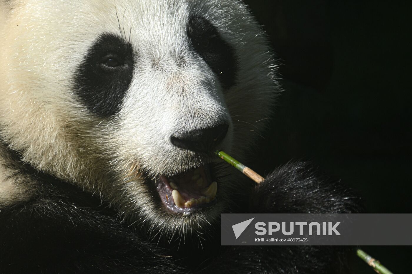 Russia Zoo