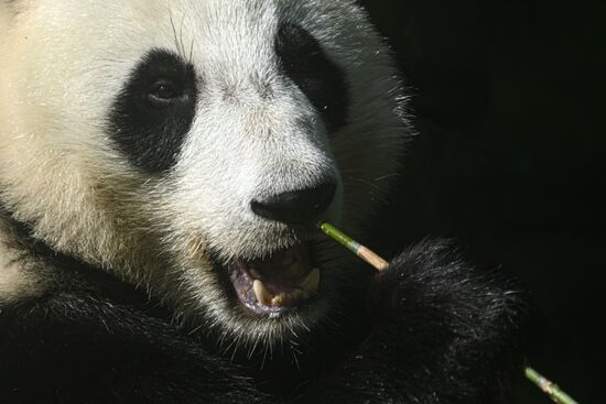 Russia Zoo