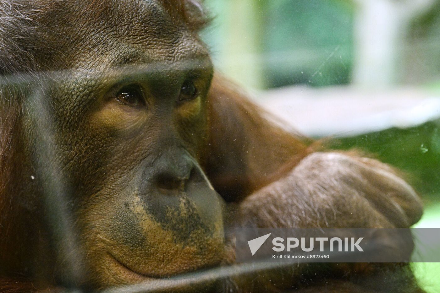 Russia Zoo